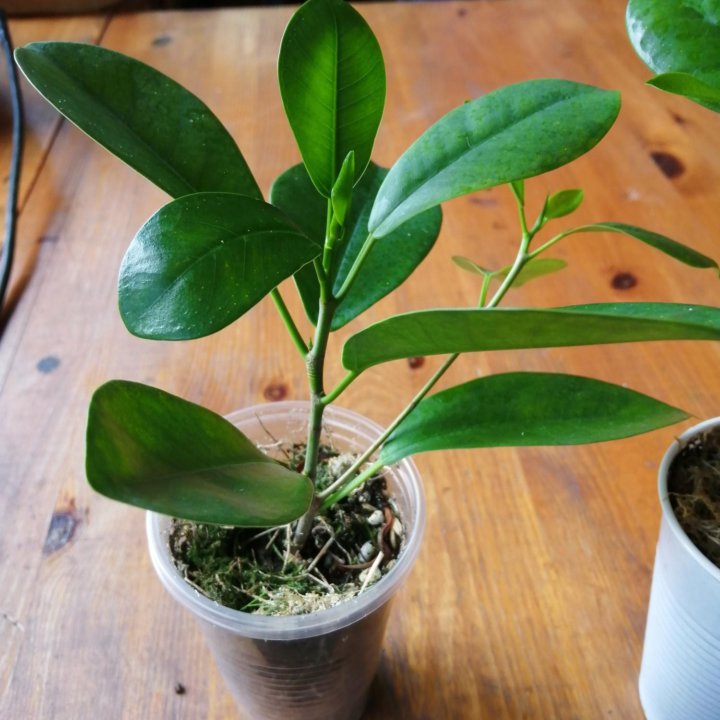 Фикус Микрокарпа