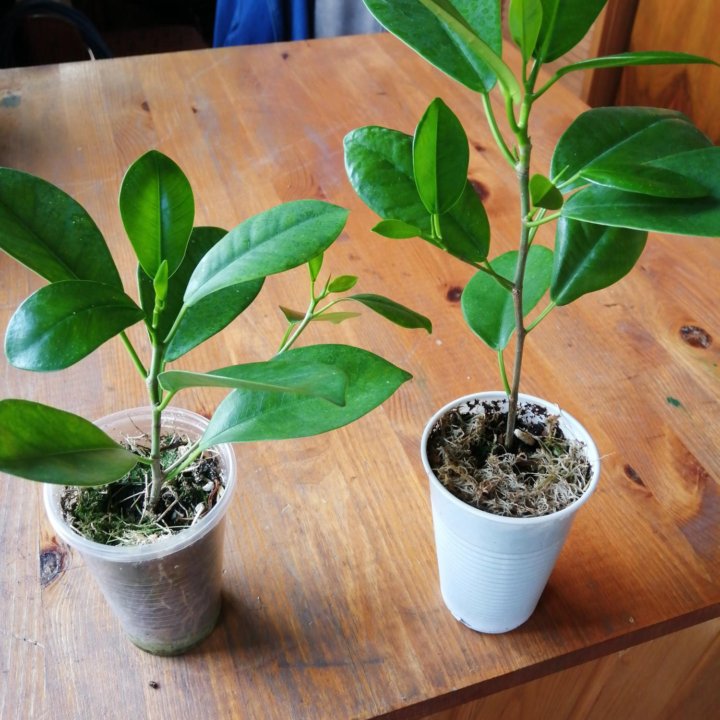 Фикус Микрокарпа