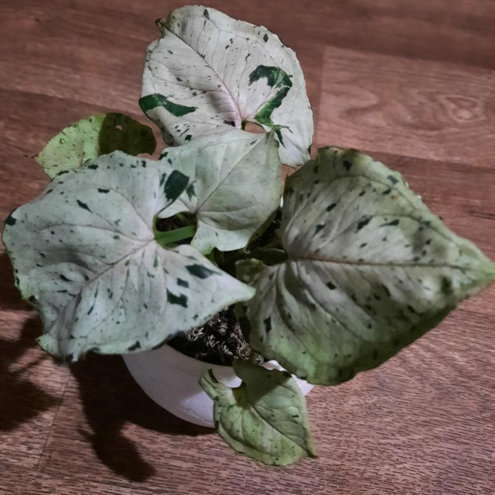 Сингониум серый призрак