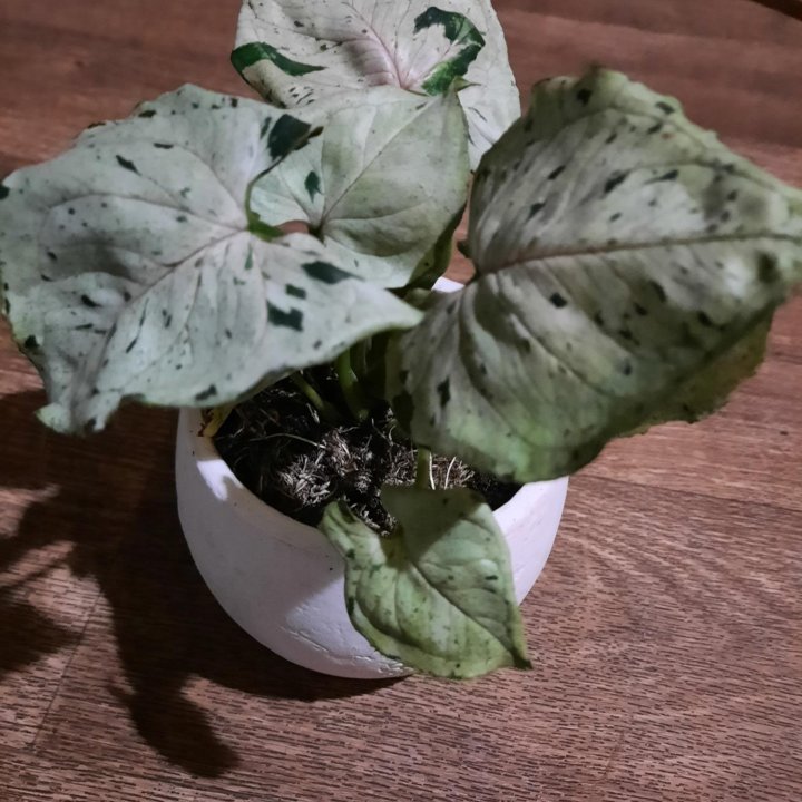 Сингониум серый призрак