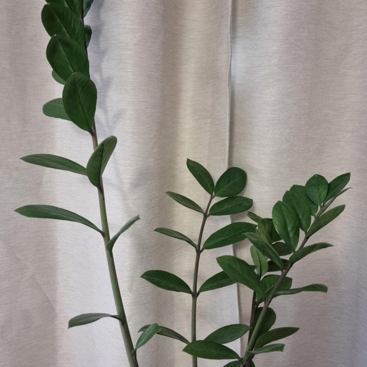 Замиокулькас