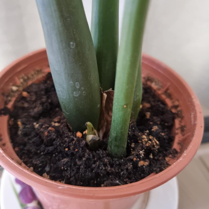 Замиокулькас