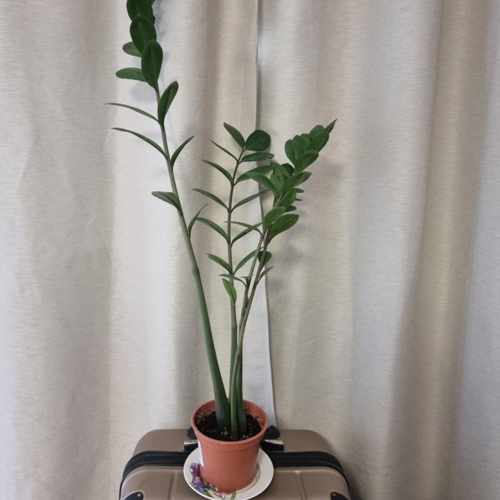 Замиокулькас