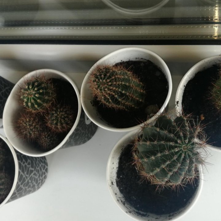 Кактус Эхинопсис