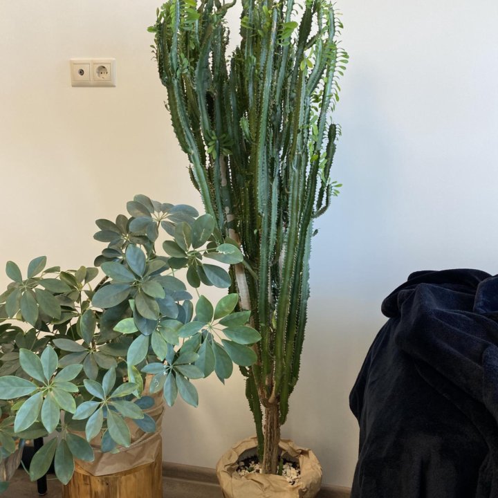 Молочай трёхгранный