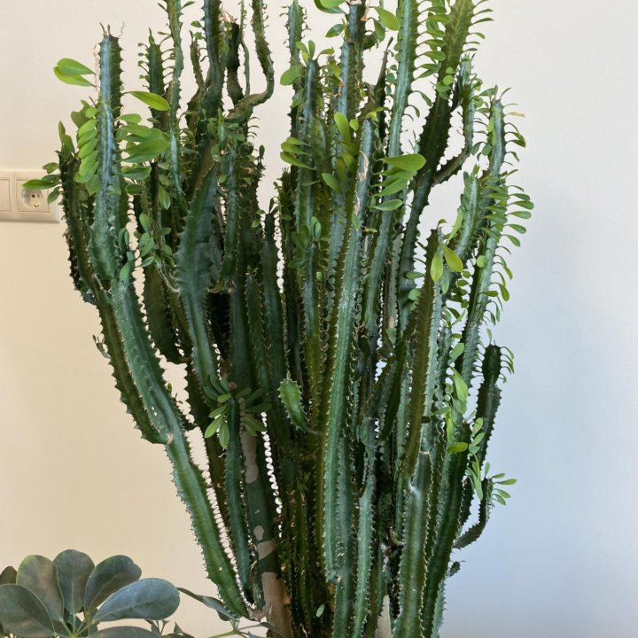 Молочай трёхгранный