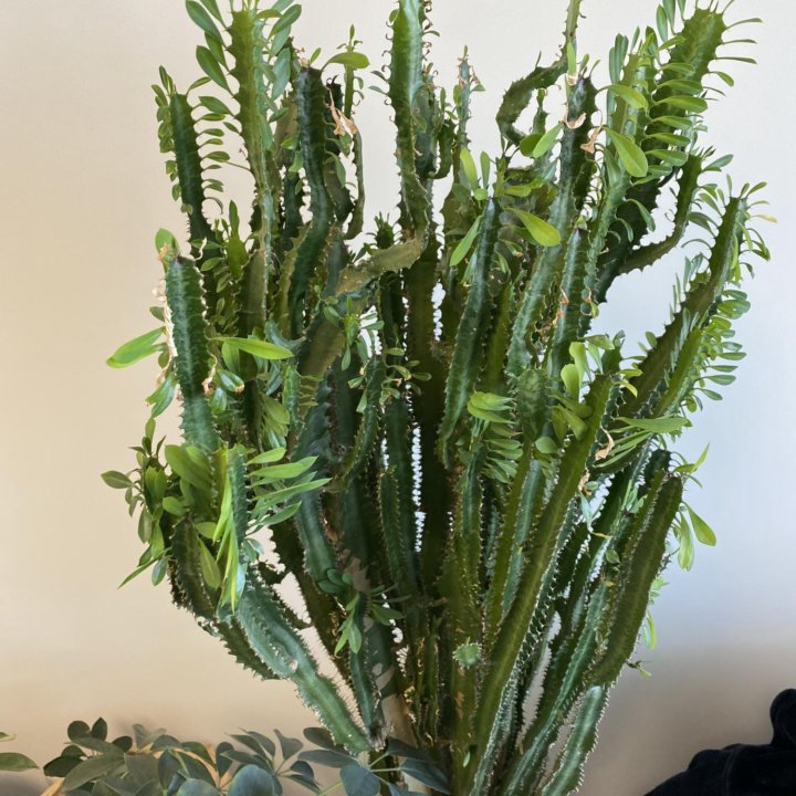 Молочай трёхгранный