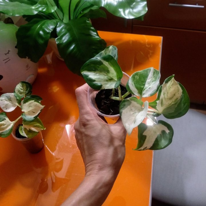 Эпипремнум марбл эппл