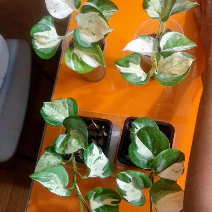 Эпипремнум марбл эппл