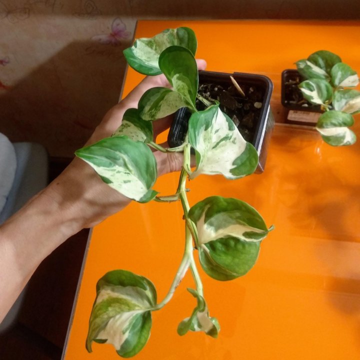 Эпипремнум марбл эппл