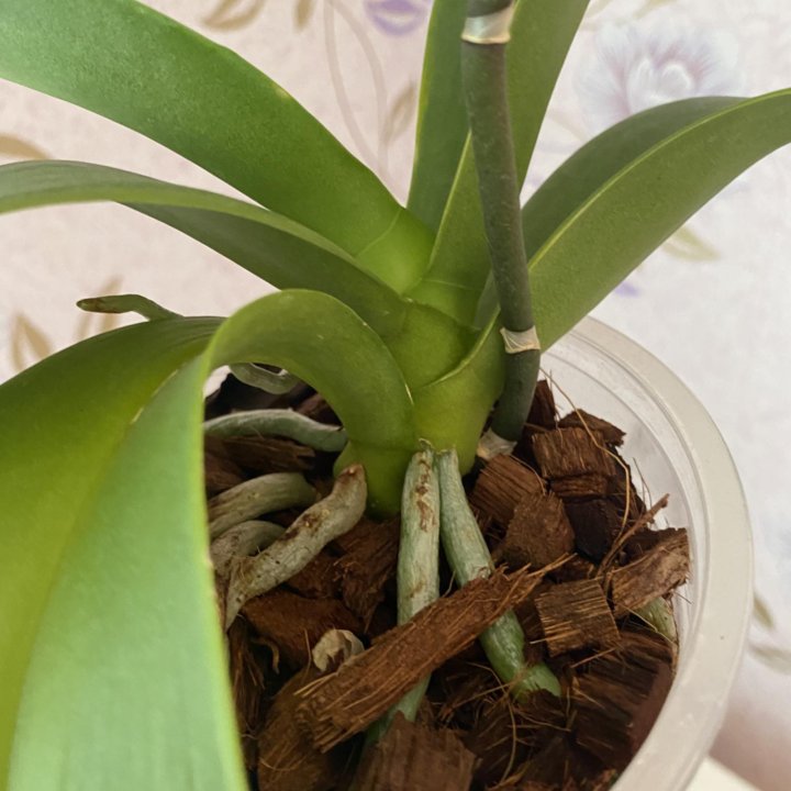 Орхидея фаленопсис