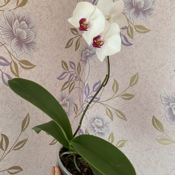 Орхидея фаленопсис