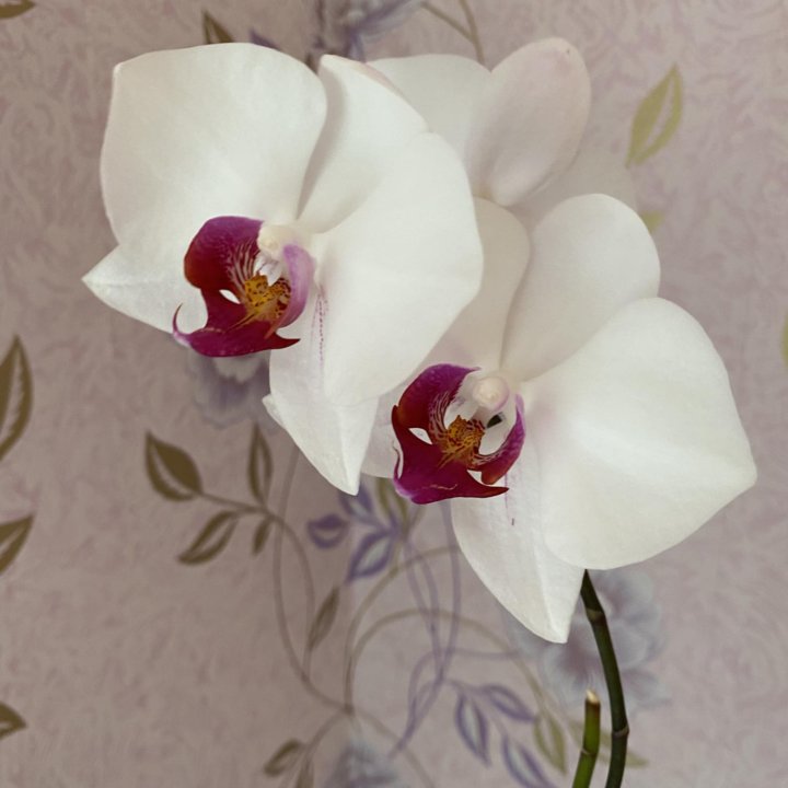 Орхидея фаленопсис