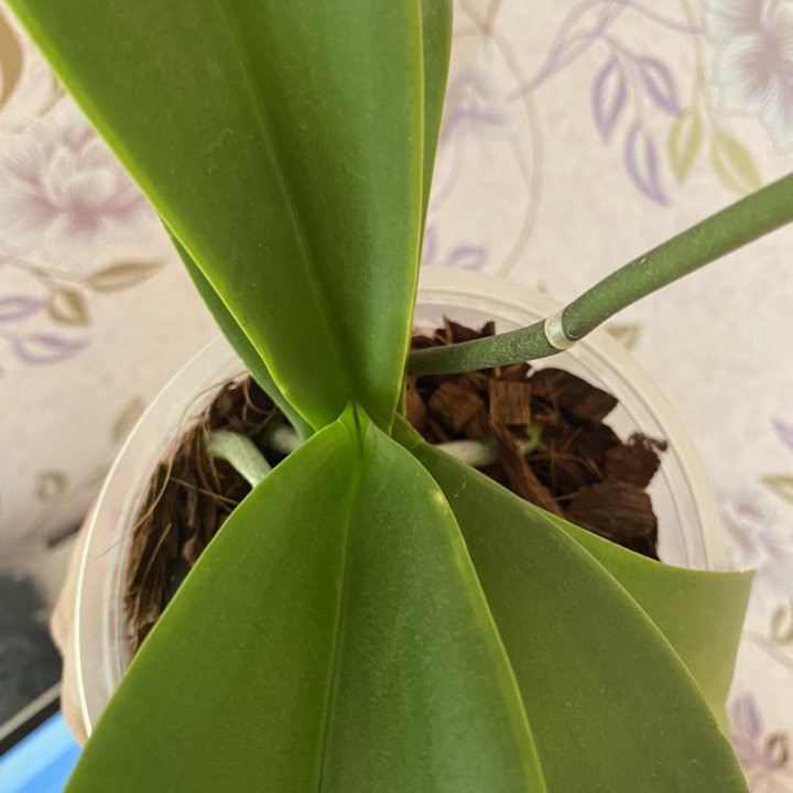 Орхидея фаленопсис