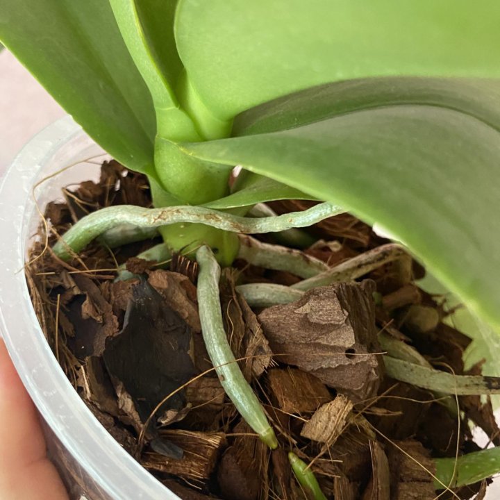 Орхидея фаленопсис