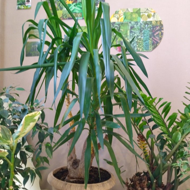 Пальма юкка