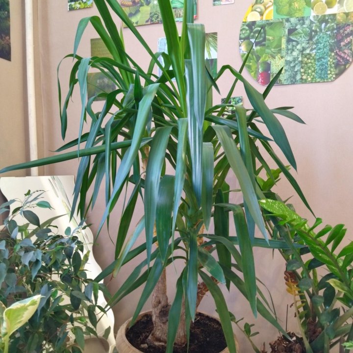 Пальма юкка