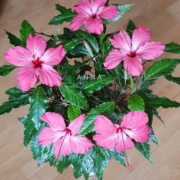 Гибискус Купера