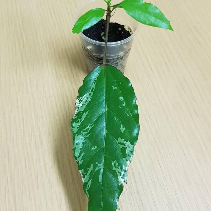 Гибискус Купера