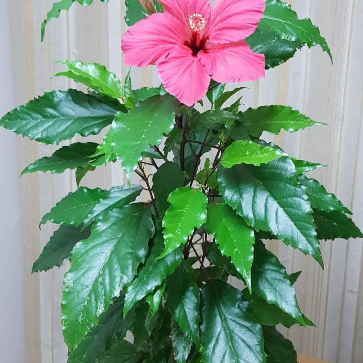 Гибискус Купера