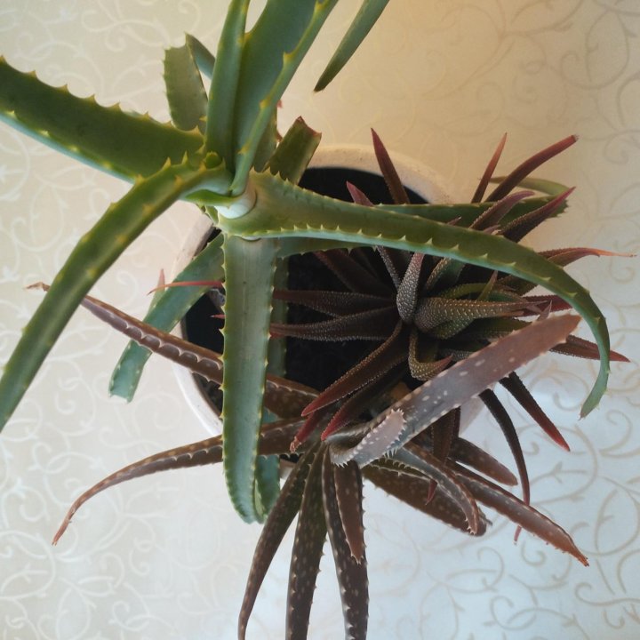 Алоэ, хавортия