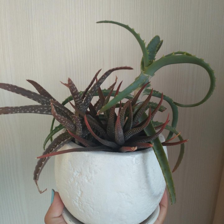 Алоэ, хавортия