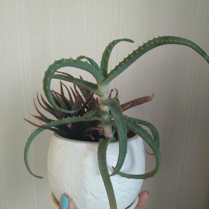 Алоэ, хавортия