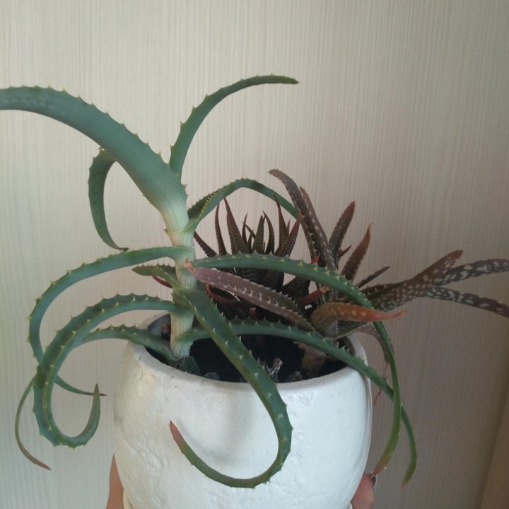 Алоэ, хавортия