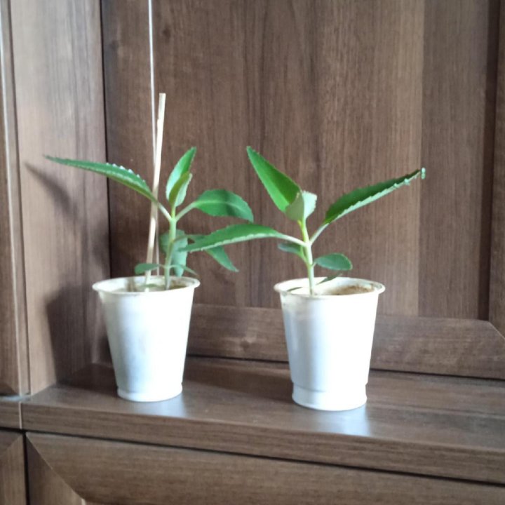 Каланхое лечебное.