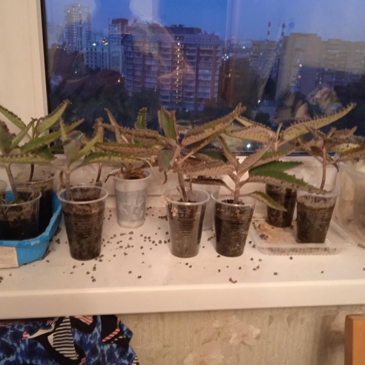 Каланхое лечебное.