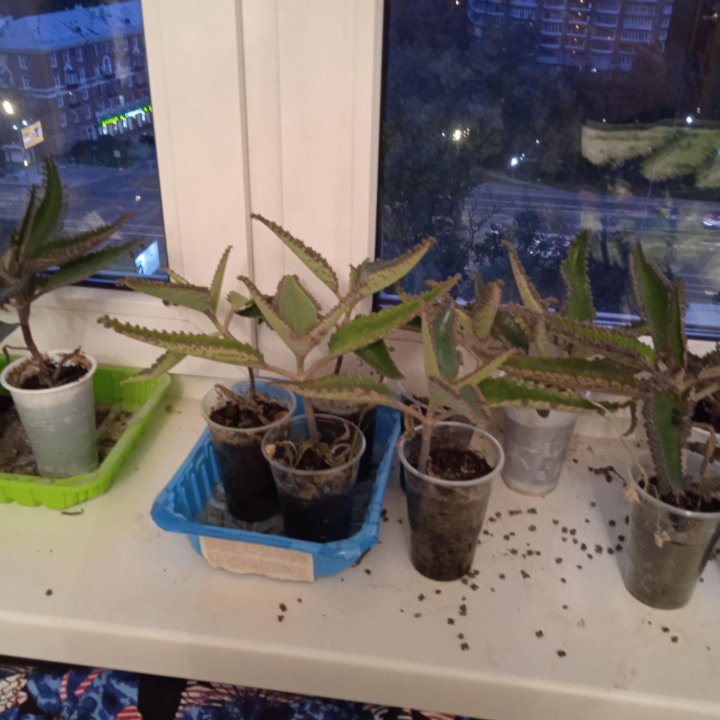 Каланхое лечебное.