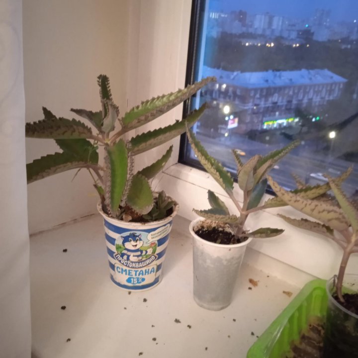 Каланхое лечебное.