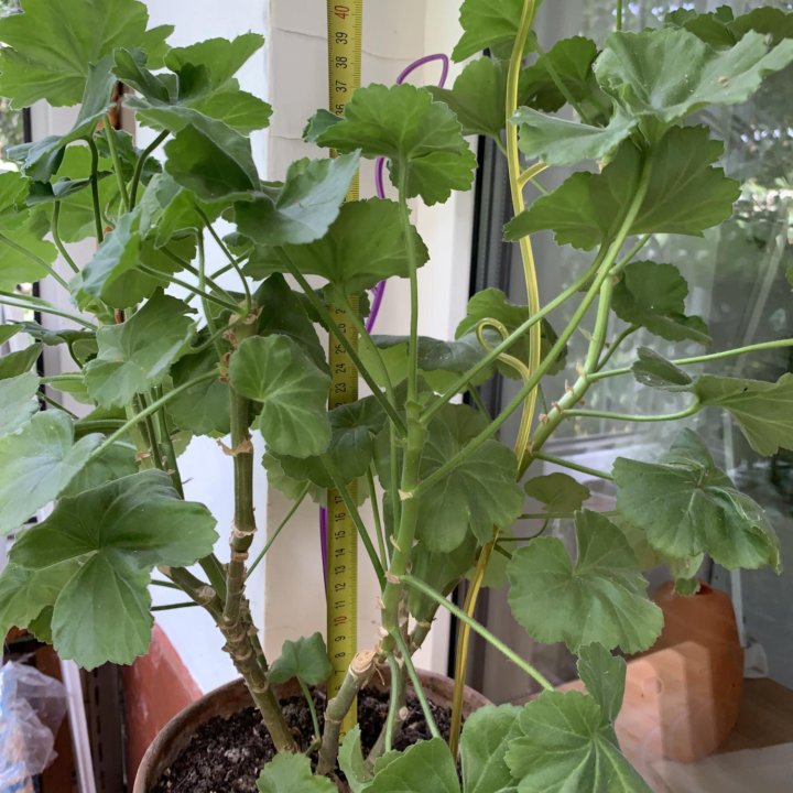 Герань пеларгония