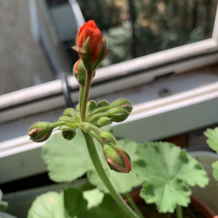 Герань пеларгония