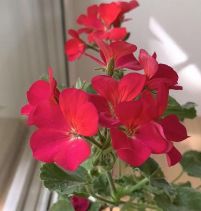 Герань пеларгония