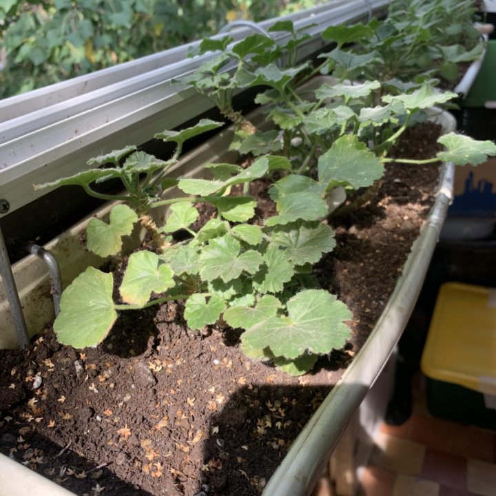 Герань пеларгония