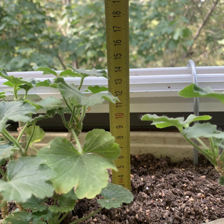 Герань пеларгония