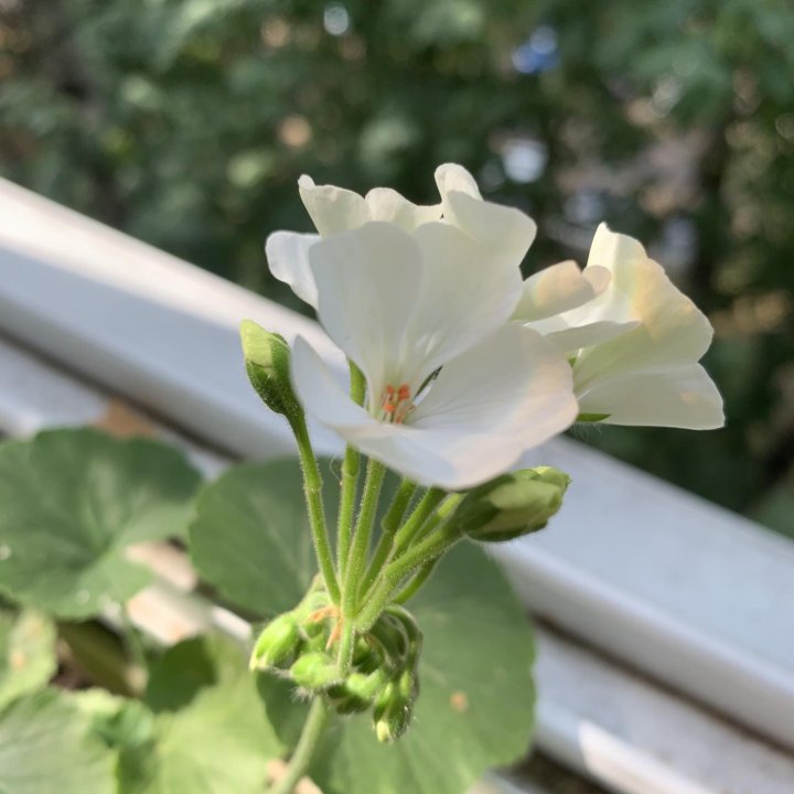 Герань пеларгония