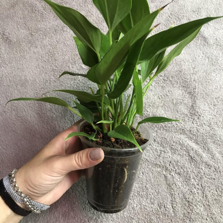 Комнатные растения