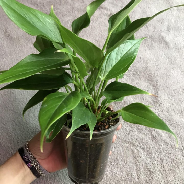 Комнатные растения