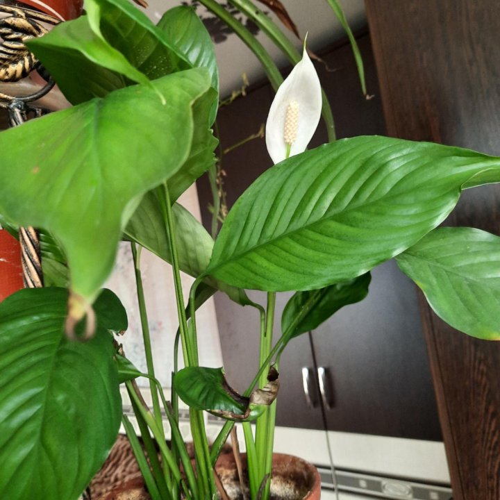 Спатифиллум