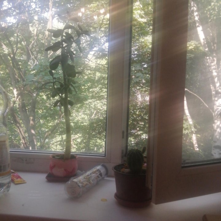 Денежное дерево