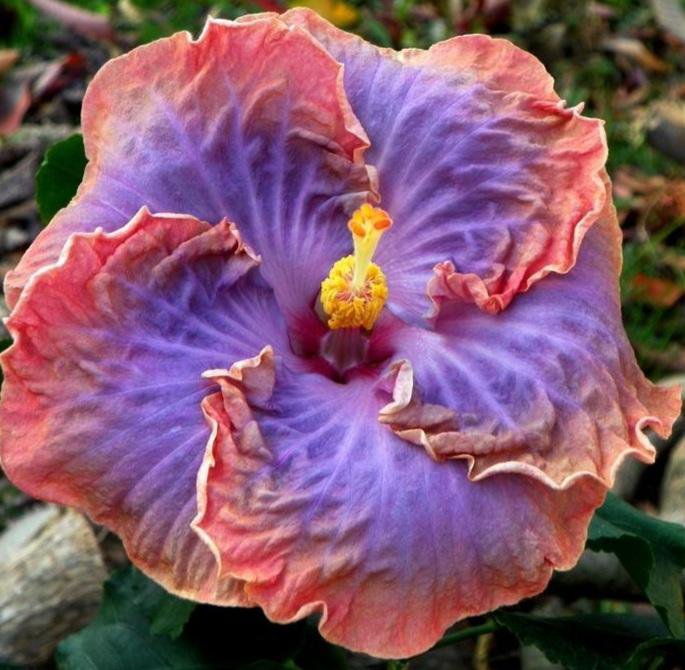 Гибискус сортовой