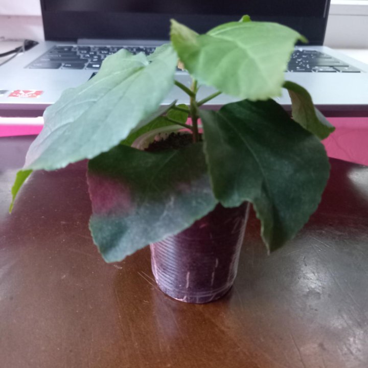 Гибискус сортовой