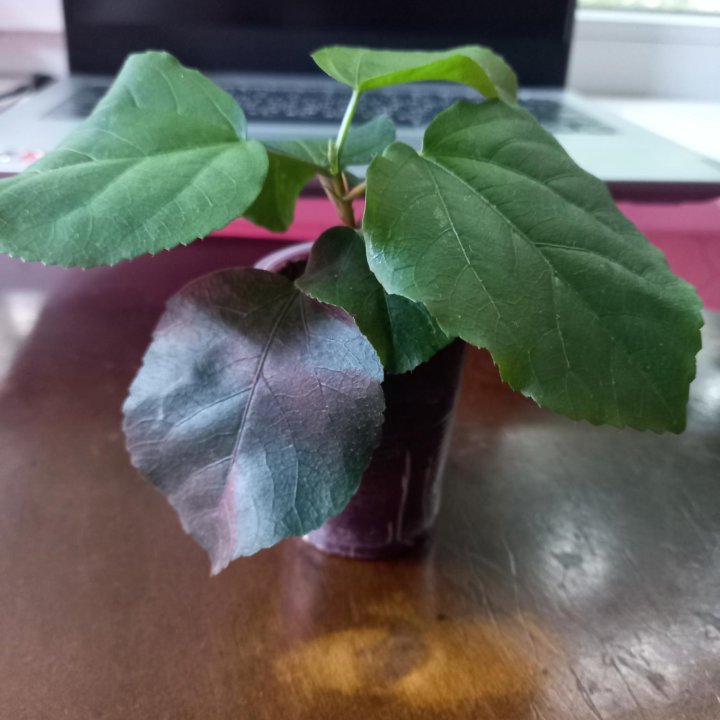 Гибискус сортовой