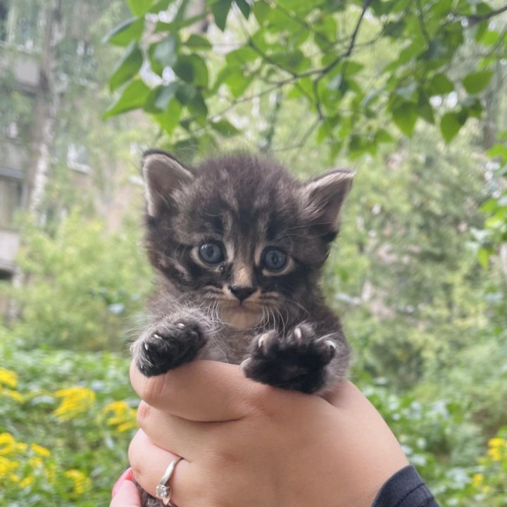 котятки в добрые руки