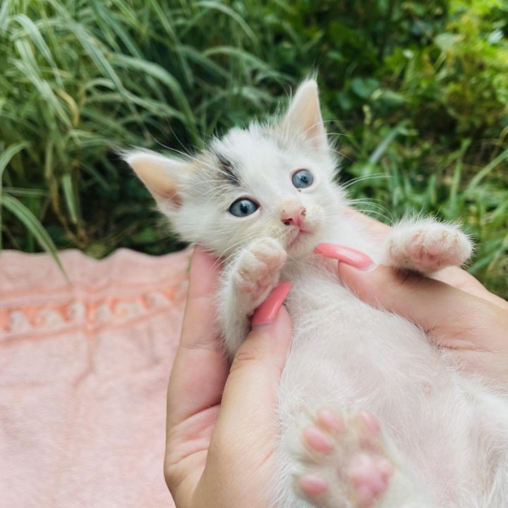 котятки в добрые руки