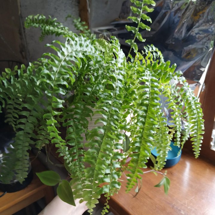 Папоротник