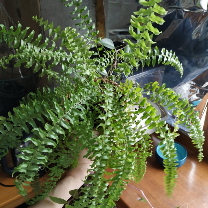 Папоротник