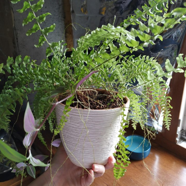 Папоротник